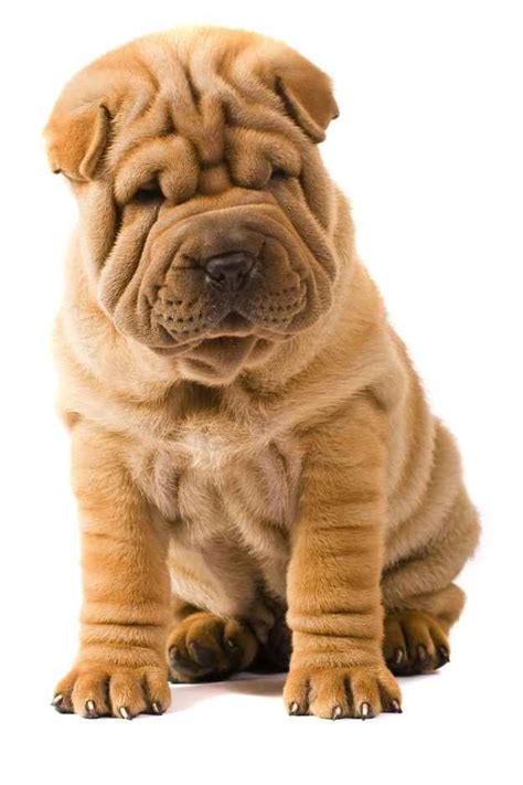 dogs with scrunchy faces|large dog with wrinkled face.